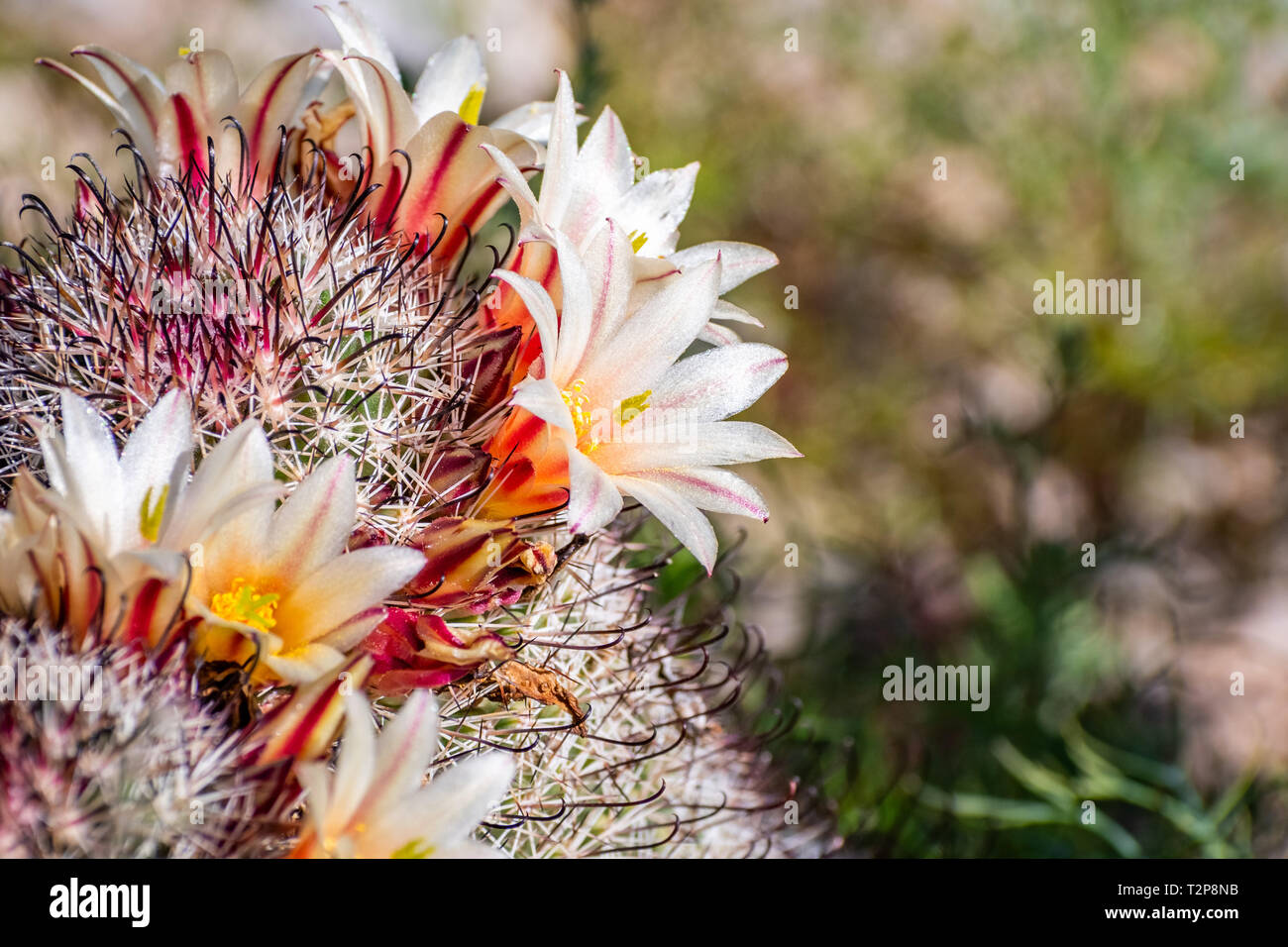 Mammillaria dioica (chiamato anche strawberry cactus, California fishhook cactus, fragola puntaspilli o fishhook cactus) che fiorisce in Anza Borrego Foto Stock