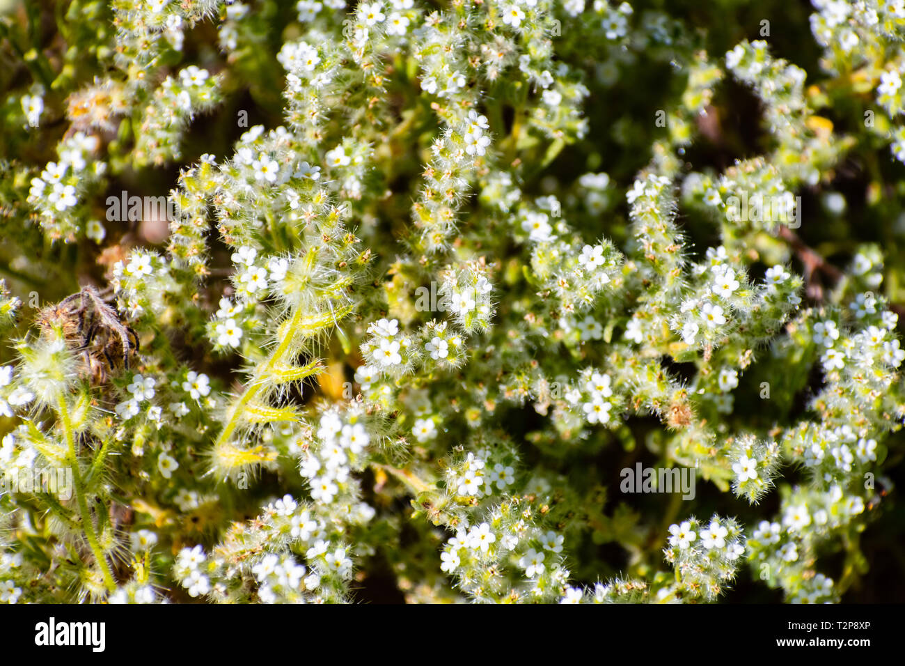 Lasciava in stretta cryptantha (Cryptantha angustifolia) fiori selvatici Foto Stock