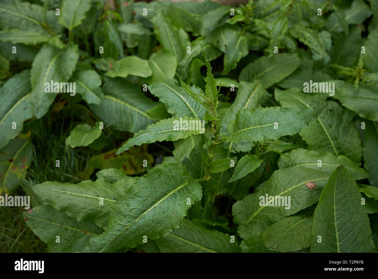 Rumex crispus il fogliame fresco Foto Stock