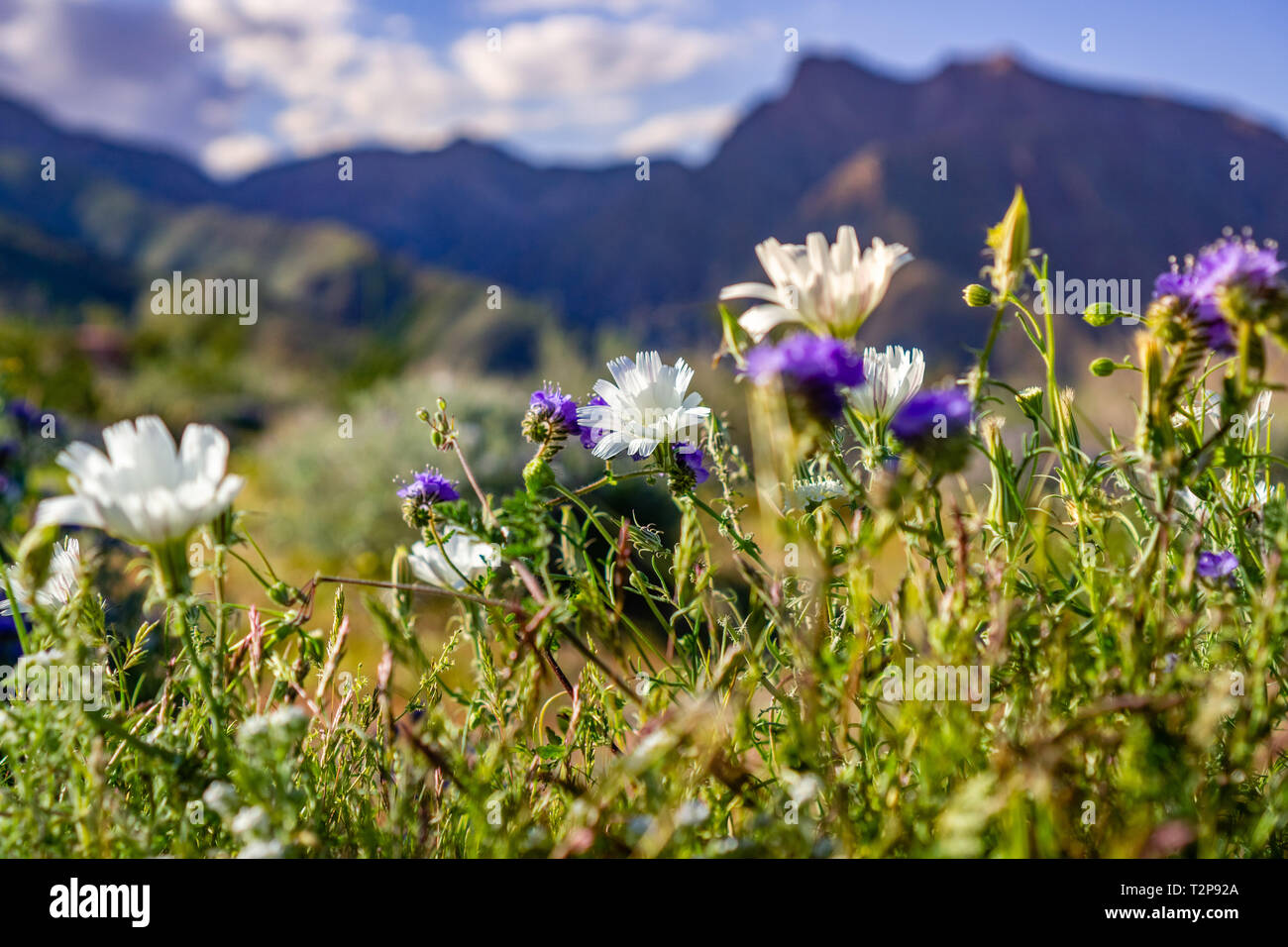 Deserto cicoria e Phacelia fiori selvatici in fiore nel Anza Borrego Desert State Park durante una molla super bloom, California del sud Foto Stock