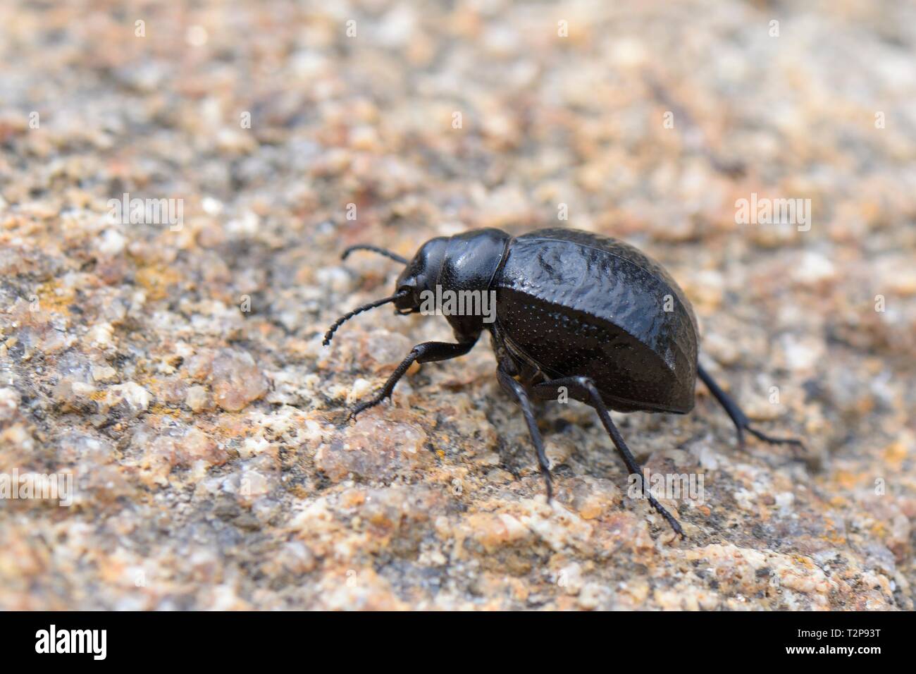 Darkling beetle (Pimelia payraudi) camminare su un masso dietro una spiaggia, vicino a Arbatax, Sardegna, Italia, Giugno. Foto Stock