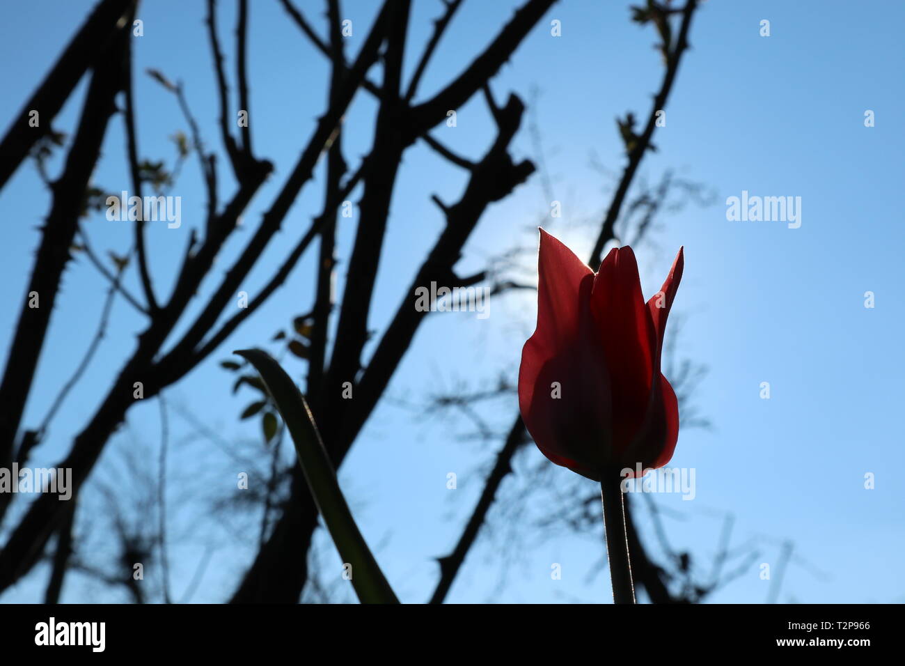 Tulip in controluce del sole come messaggero della molla Foto Stock