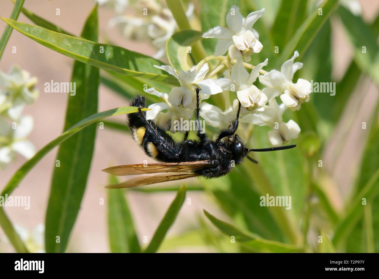 Fiore peloso wasp (Colpa sexmaculata) femmina alimentazione su Milkweed / palloncino fiori di cotone (Gomphocarpus fruticosus), Sardegna, Italia, Giugno. Foto Stock