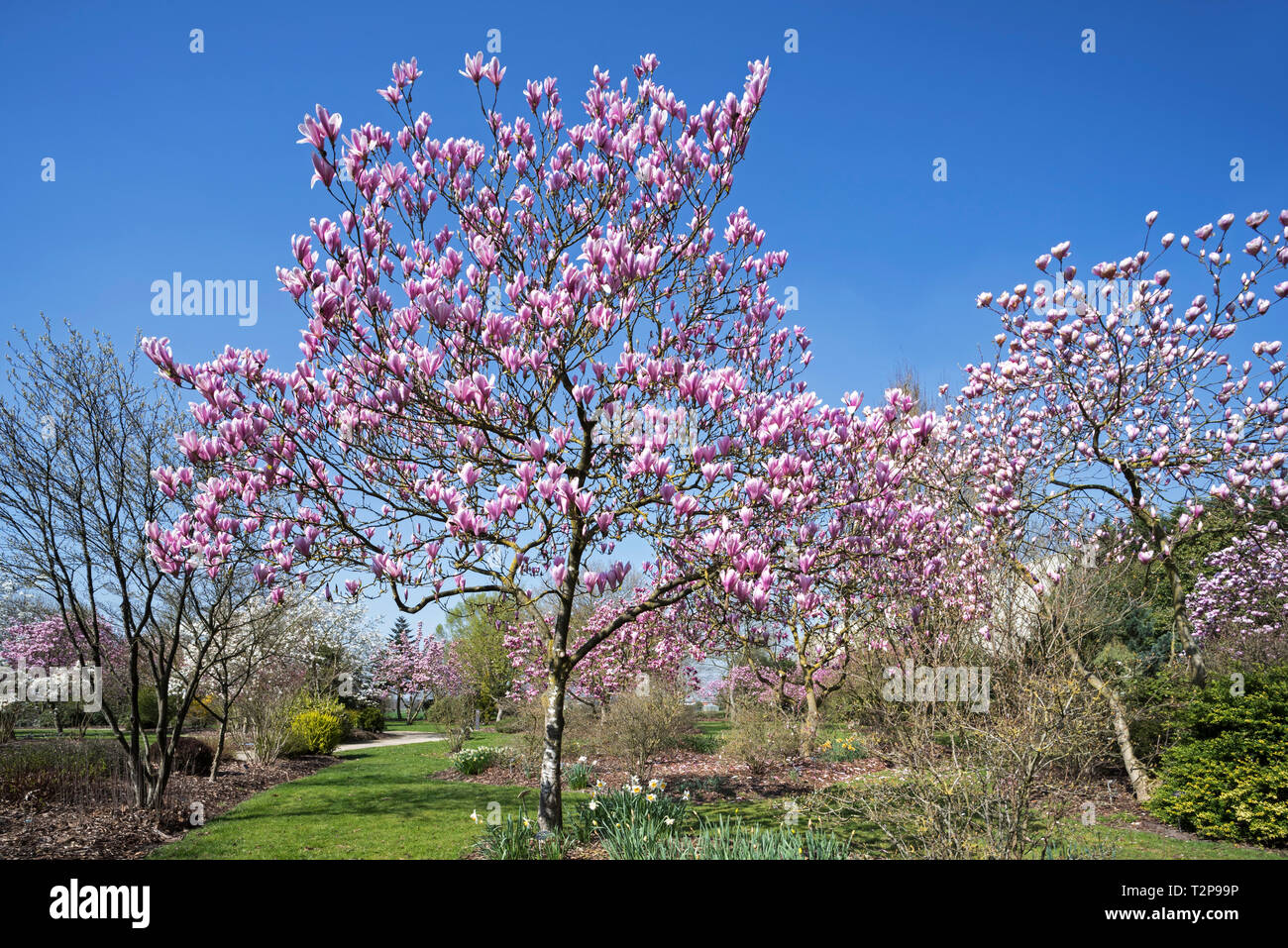Fioritura Magnolia Lampone ghiaccio mostra fiori rosa in primavera in posizione di parcheggio Foto Stock