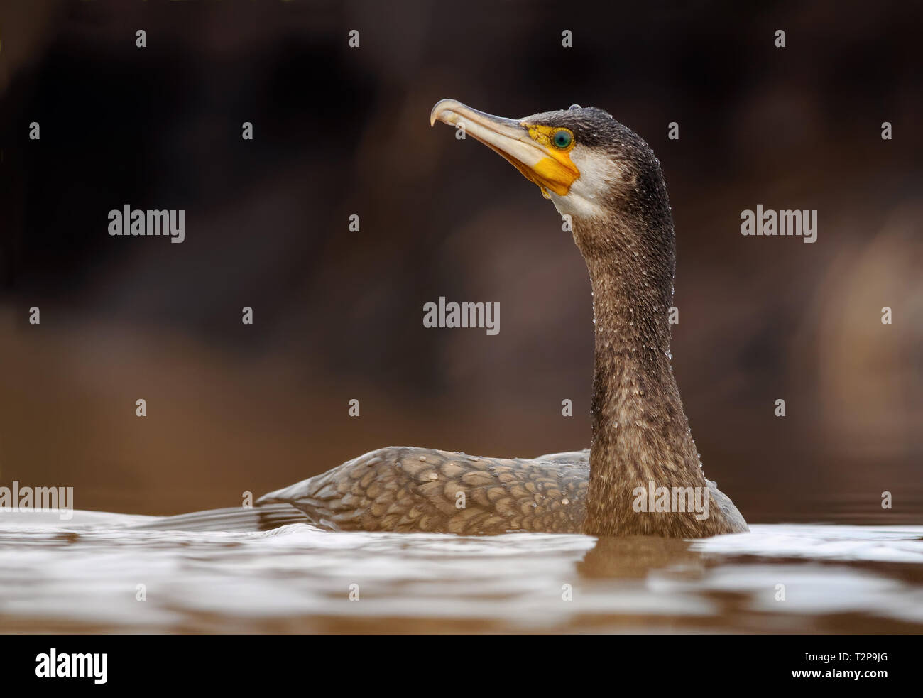 Cormorano phalacrocorax carbo sinensis nuotare nel fiume in prossimità della superficie Foto Stock