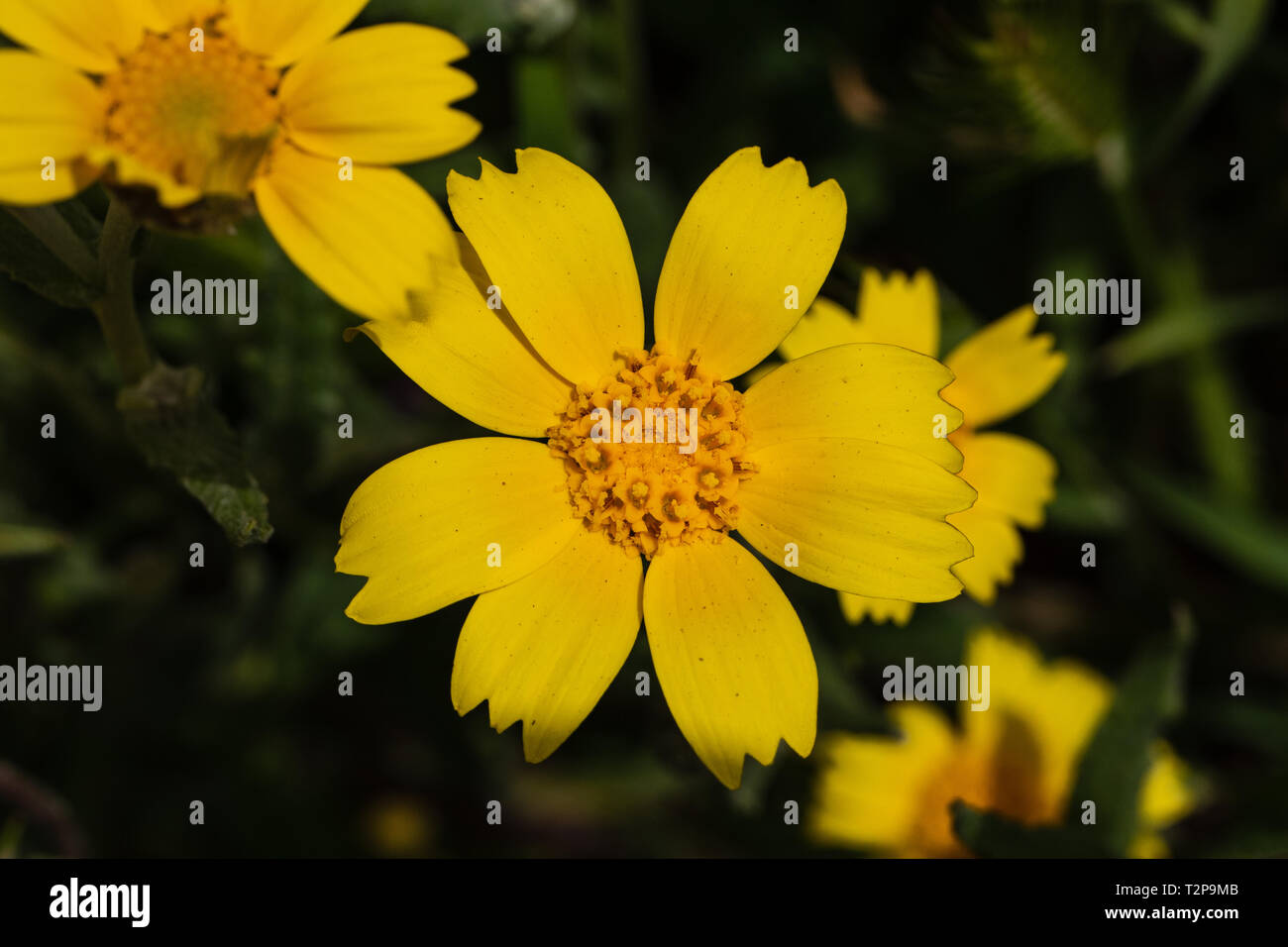 Monolopia principali: Carrizo PlaIn Super Bloom Foto Stock