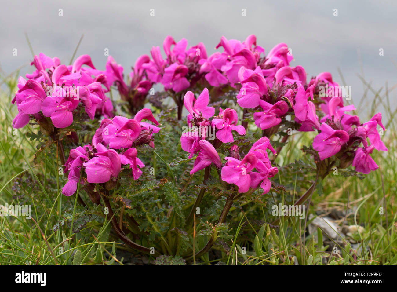 A becco lungo lousewort (Pedicularis rostratocapitata / Pedicularis rostrato-capitata) in fiore in estate nelle Alpi orientali Foto Stock