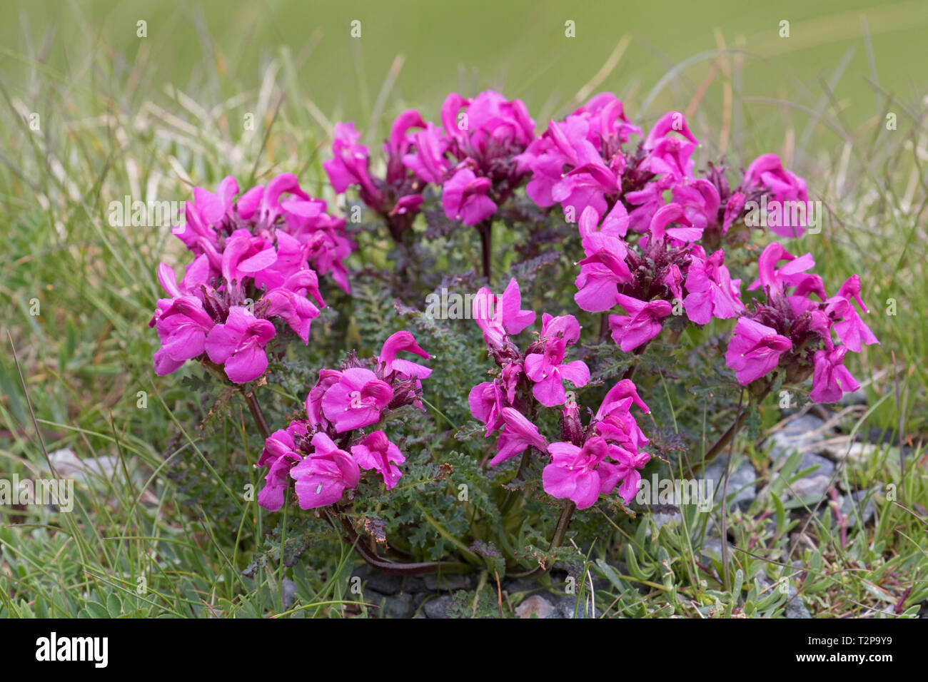 A becco lungo lousewort (Pedicularis rostratocapitata / Pedicularis rostrato-capitata) in fiore in estate nelle Alpi orientali Foto Stock