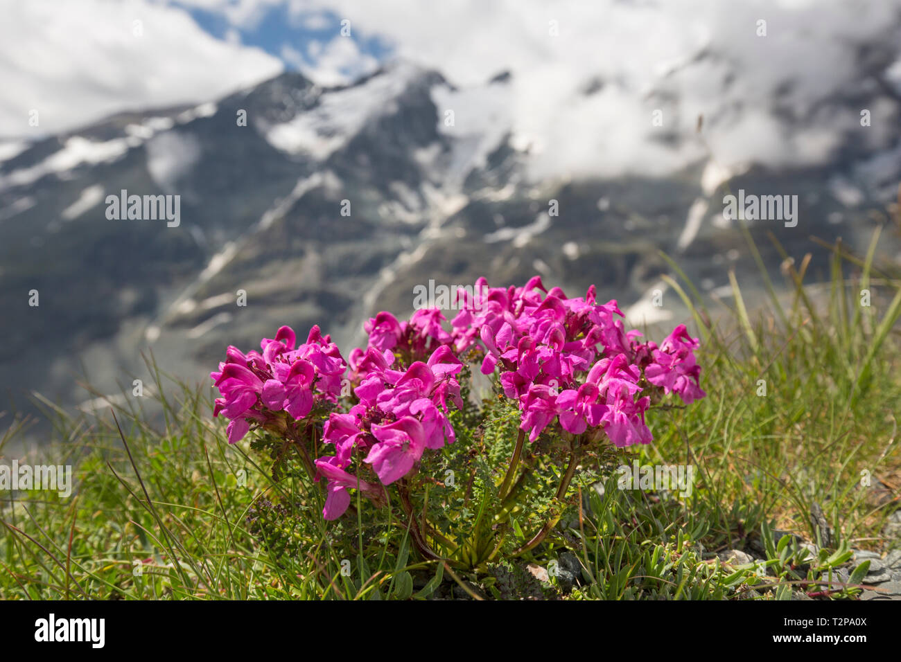 A becco lungo lousewort (Pedicularis rostratocapitata / Pedicularis rostrato-capitata) in fiore in estate il Parco Nazionale degli Alti Tauri, Carinzia, Austria Foto Stock