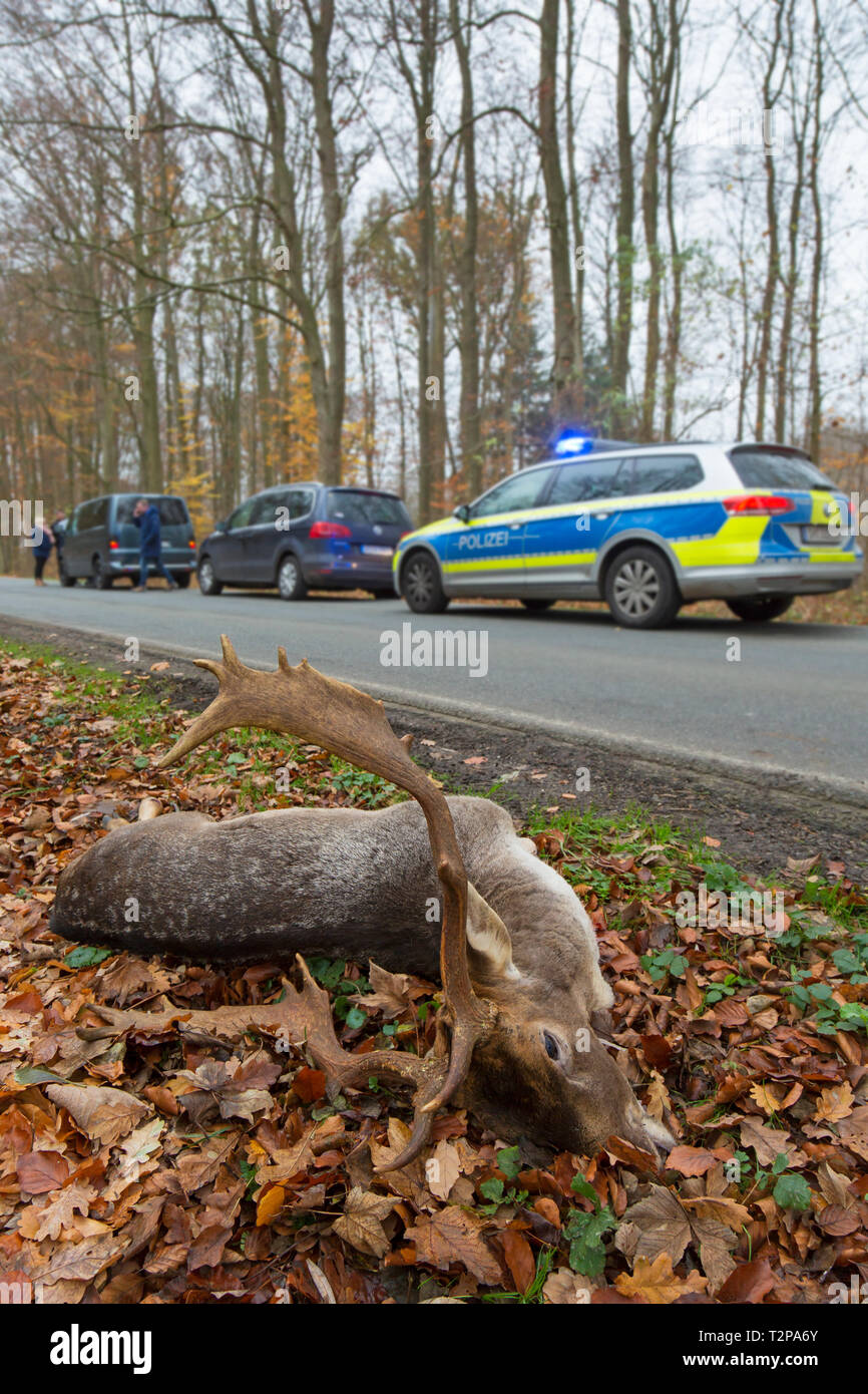 Roadkill daini (Dama Dama) stag ucciso dal traffico dopo una collisione con la vettura durante l attraversamento strada trafficata Foto Stock