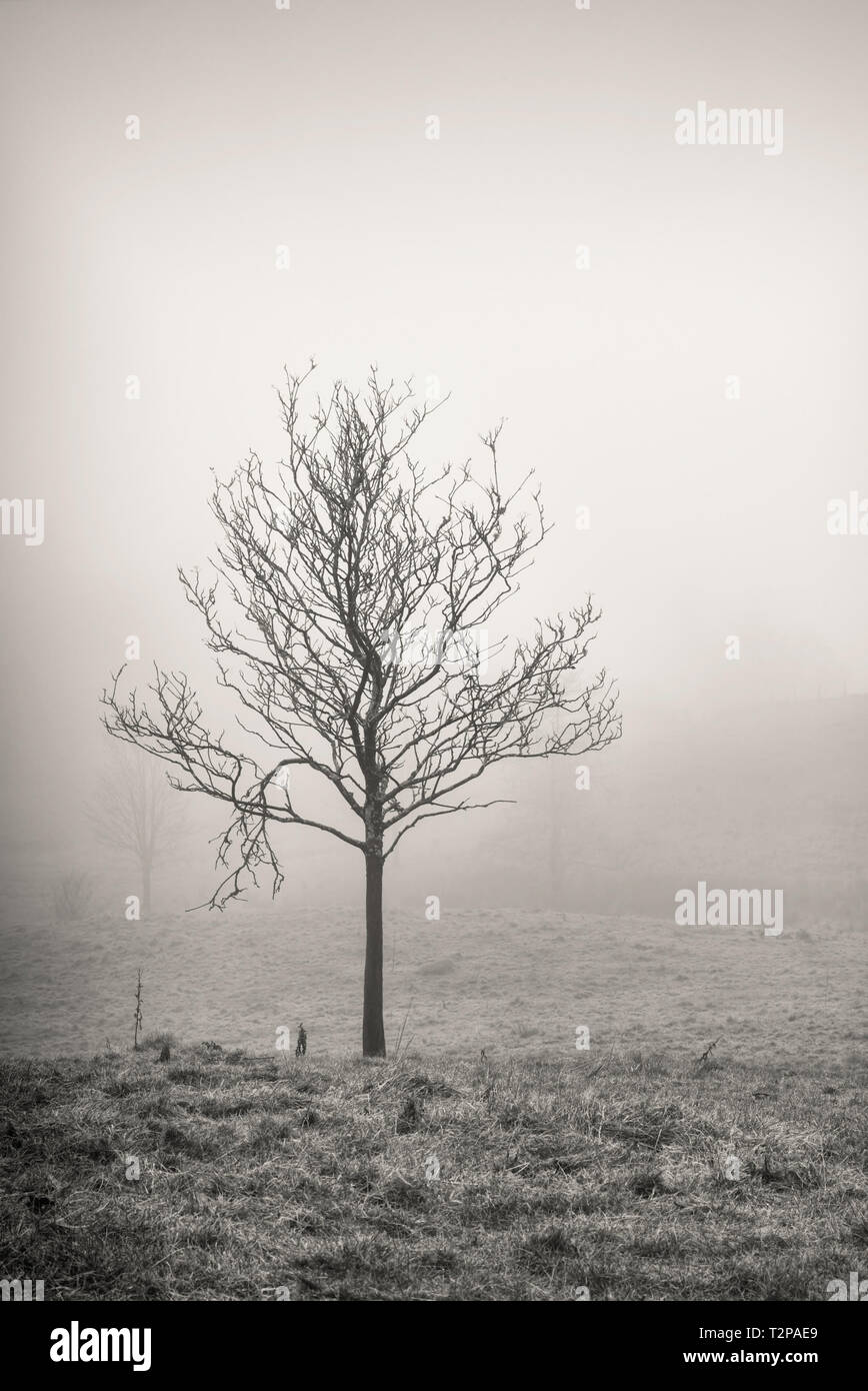 Argento betulla tra la nebbia sul Lake District in Cumbria Foto Stock