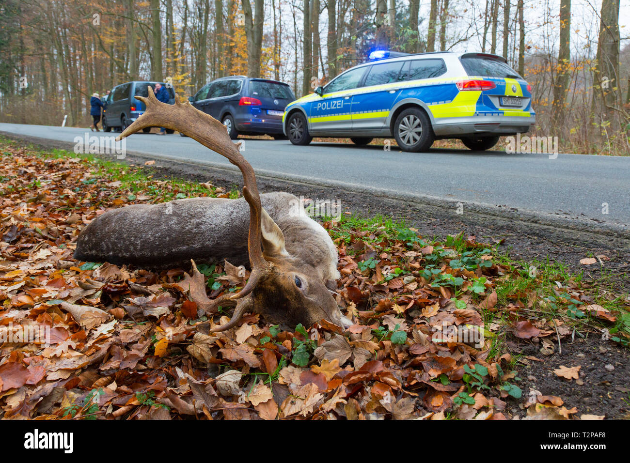 Roadkill daini (Dama Dama) stag ucciso dal traffico dopo una collisione con la vettura durante l attraversamento strada trafficata Foto Stock