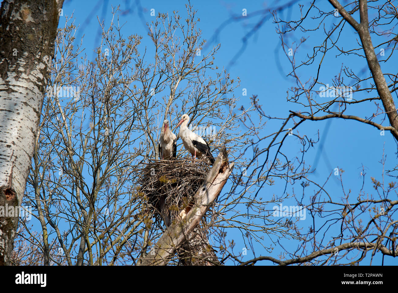 Nido su un albero tra i rami. Due cicogne sotto il cielo blu. Foto Stock