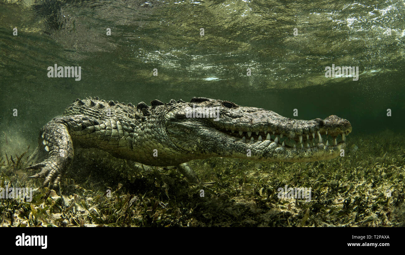 American coccodrillo di acqua salata sull'atollo di Chinchorro banche, a basso angolo di visione, Xcalak, Quintana Roo, Messico Foto Stock