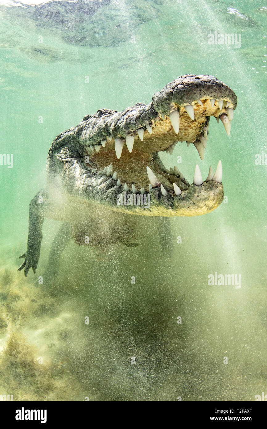 American coccodrillo di acqua salata sopra il fondo sabbioso dell'atollo di Chinchorro banche, a basso angolo di visione, Xcalak, Quintana Roo, Messico Foto Stock