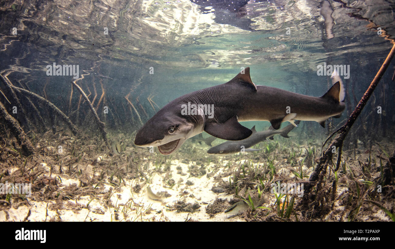 Vista subacquea di baby Lo squalo limone Il nuoto tra le mangrovie, Alice Town, Bimini, Bahamas Foto Stock