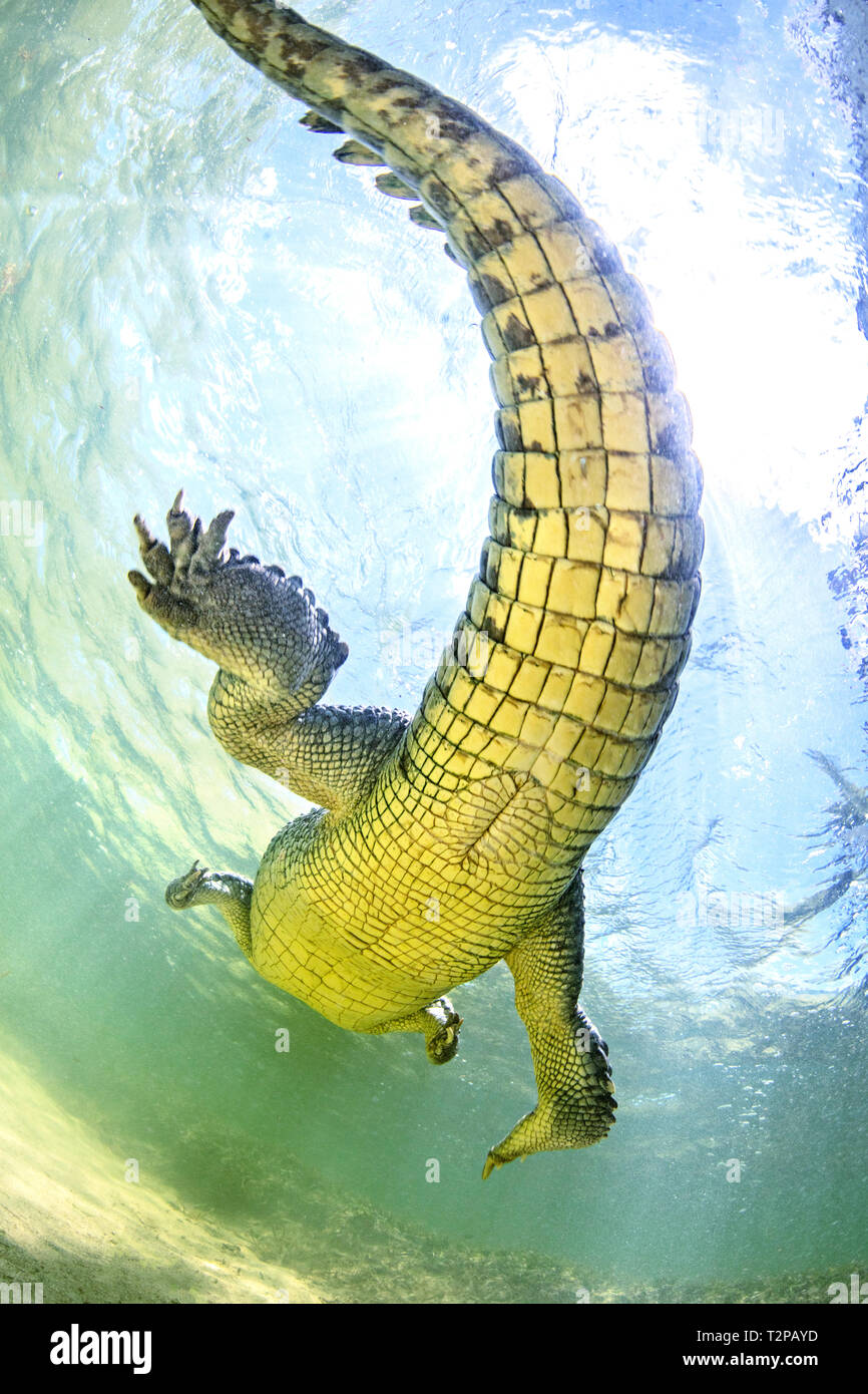 American coccodrillo di acqua salata sull'atollo di Chinchorro banche, a basso angolo di visione, Xcalak, Quintana Roo, Messico Foto Stock