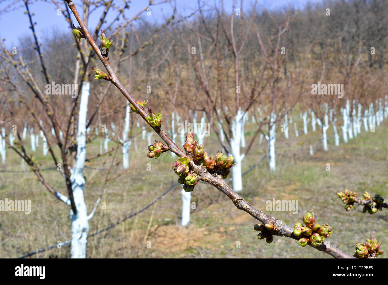 Gli alberi di ciliegio in marzo trattati con miscela bordolese per la lotta contro la peronospora. Miscela bordolese è consentito in agricoltura biologica e protegge contro il carbonchio un Foto Stock