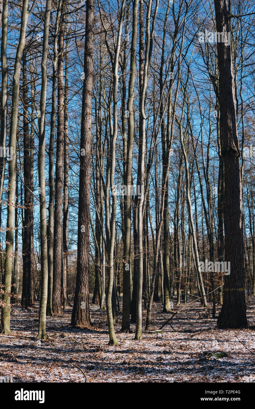 Stellario holosteae tipo dei climi temperati ampia-foglia di boschi con alberi di carpino durante il periodo invernale in Polonia Foto Stock