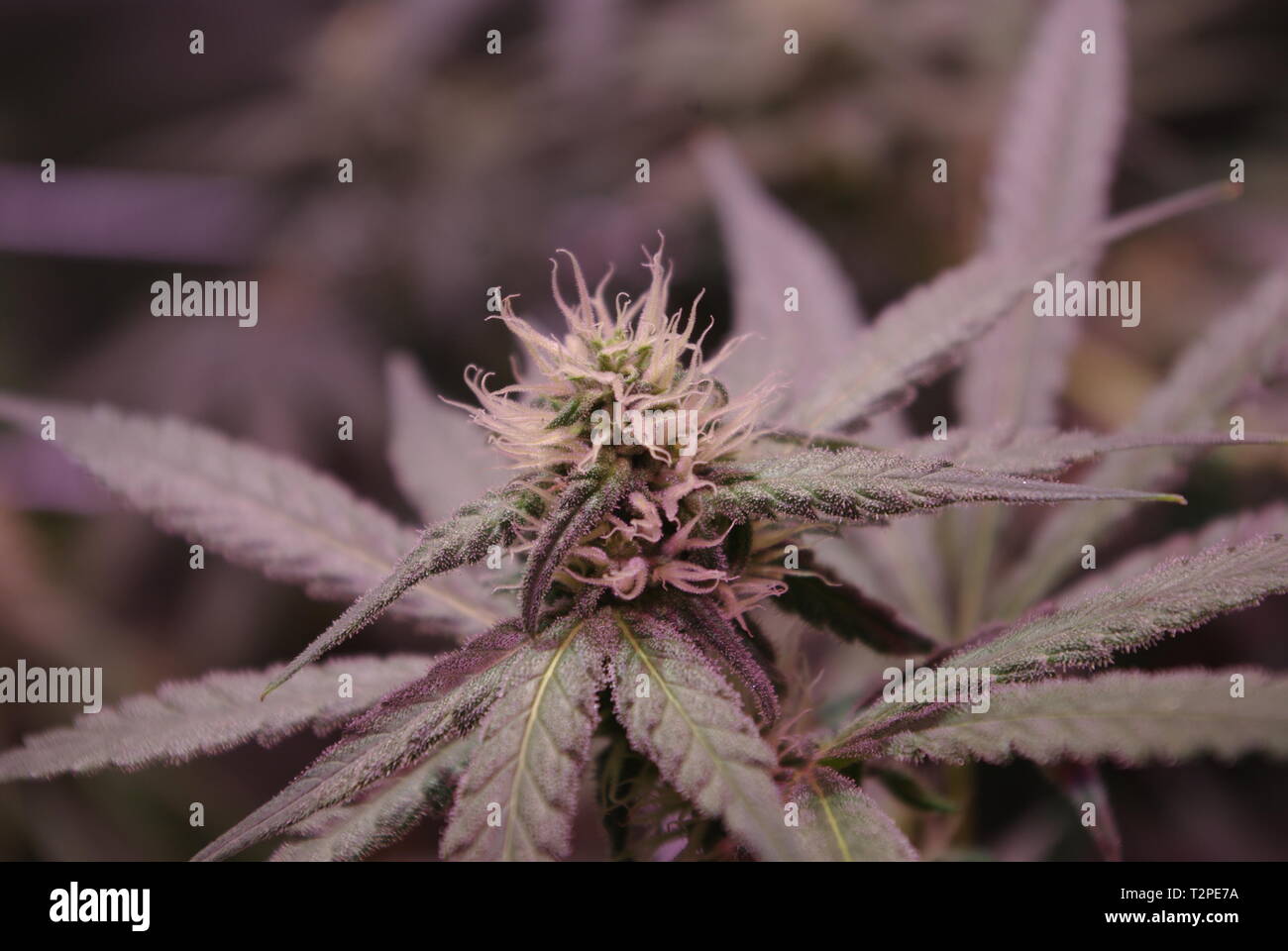 Immagine dettagliata di un germogliamento pianta di cannabis settimana 4, due foto astratte. Foto Stock