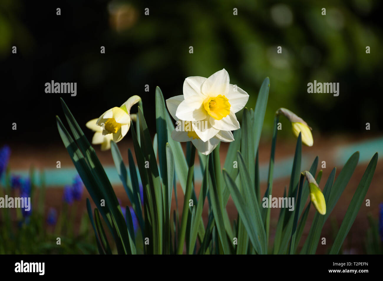 Narcisi bianche nei giardini di Bear Creek Park, Surrey, British Columbia, Canada Foto Stock