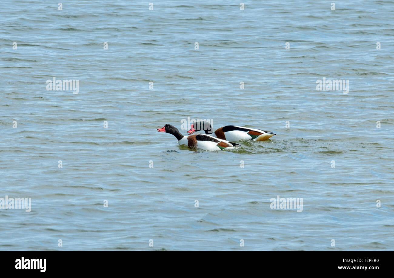 Maschio, shelduck Tadorna tadorna, insegue femmina nel rituale di accoppiamento Foto Stock