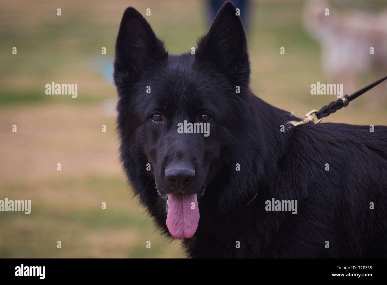 Black Pastore Tedesco Foto Stock