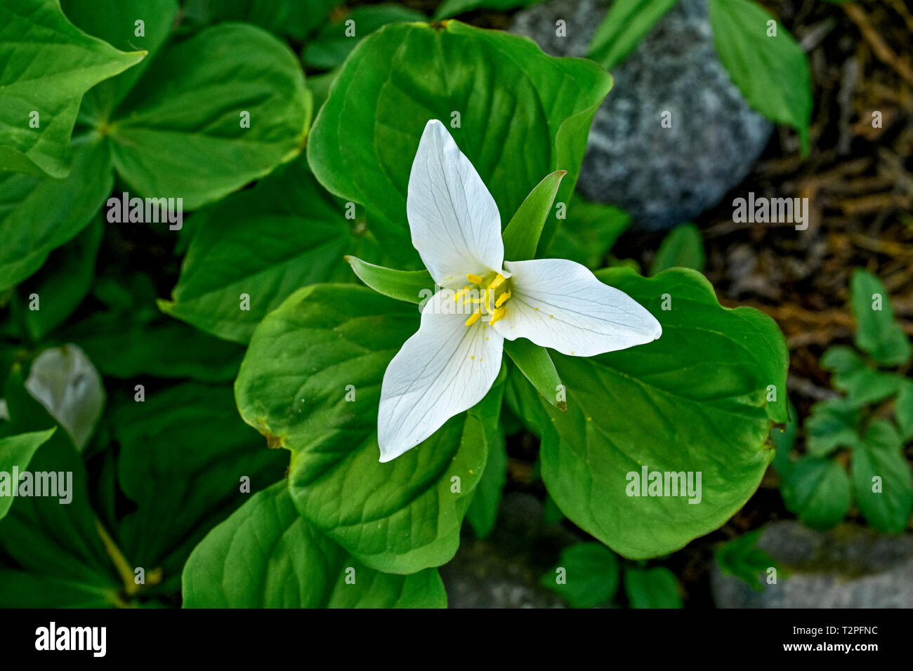 Trillium Ovatum, Western Trillium, British Columbia, Canada Foto Stock