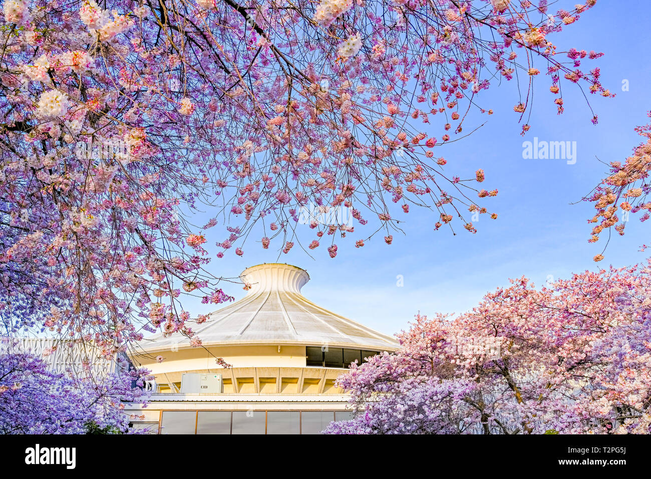 Gli alberi di ciliegio in fiore presso il Museo di Vancouver, Vanier Park, Kitsilano, Vancouver, British Columbia, Canada Foto Stock