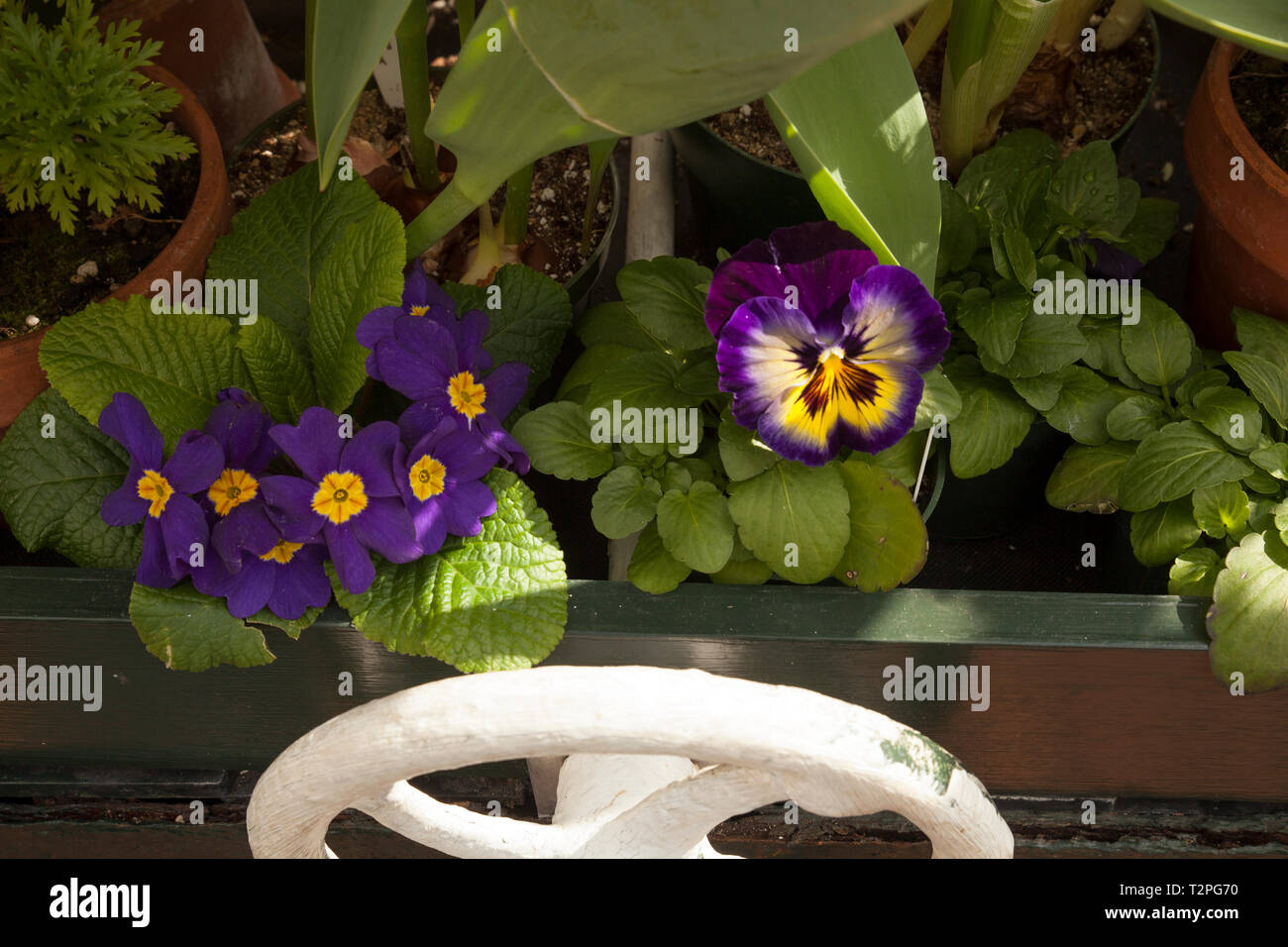 Fiori di Primavera in una serra, pansy e primrose. Foto Stock