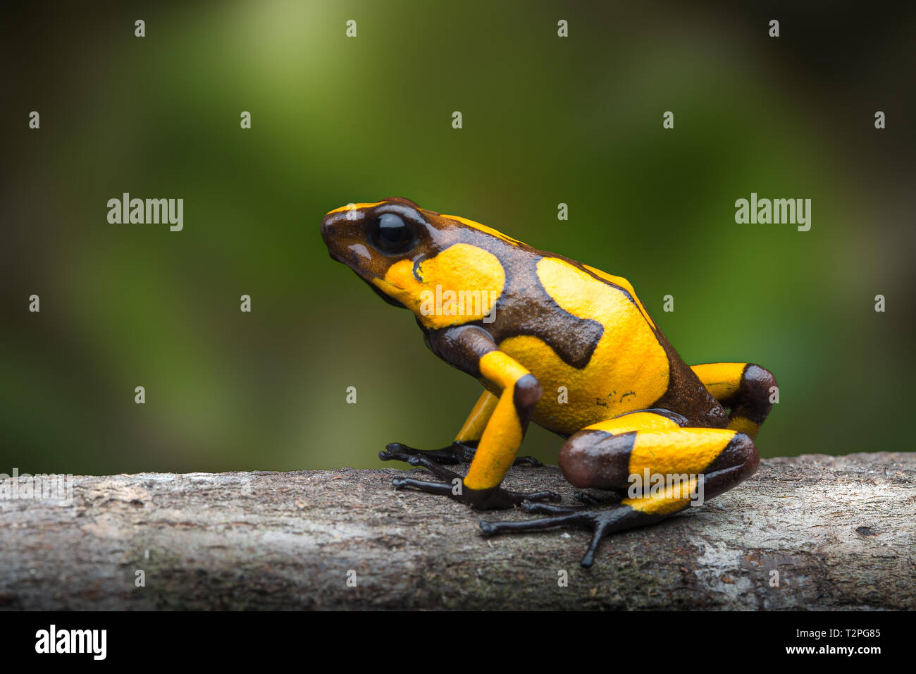 Arlecchino poison dart frog,Oophaga histrionica. Un velenoso animale dalla giungla della Colombia. Foresta di pioggia anfibi con colori di avvertimento Foto Stock