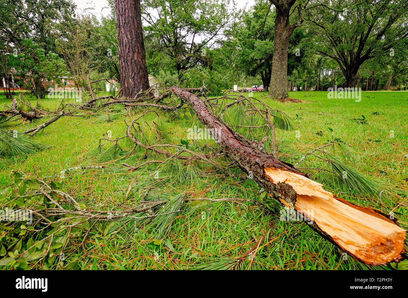 Di una filiale di grandi dimensioni da un pino getta sul terreno dopo la tempesta tropicale Gordon, Sett. 5, 2018 in Coden, Alabama. Foto Stock