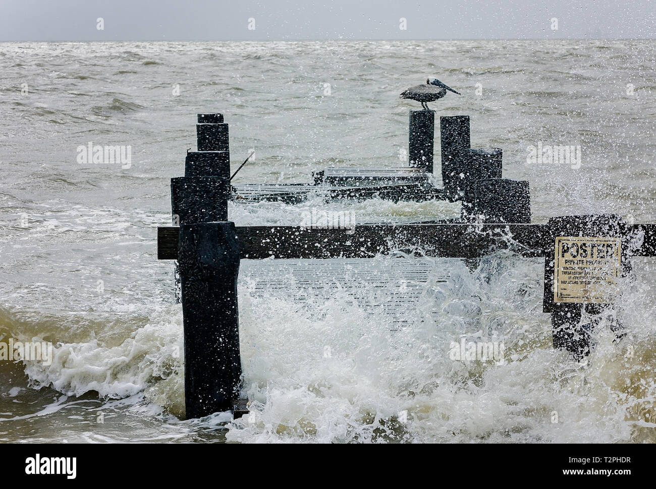 Un pellicano bruno posatoi su una rotta wharf come onde dal Mobile Bay crash a fianco di Dauphin Island Parkway, 22 giugno 2017, in Coden, Alabama. Foto Stock