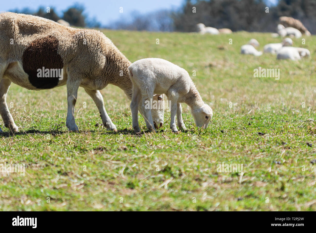 Una madre pecore (Ovis aries) e agnelli pascolano fianco a fianco in un pascolo su il Biltmore Estate in Asheville, NC, Stati Uniti d'America Foto Stock