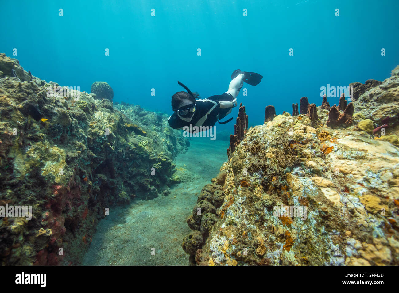 Snorkeller, esplora Coral reef, Soufrière, Dominica, dei Caraibi Foto Stock