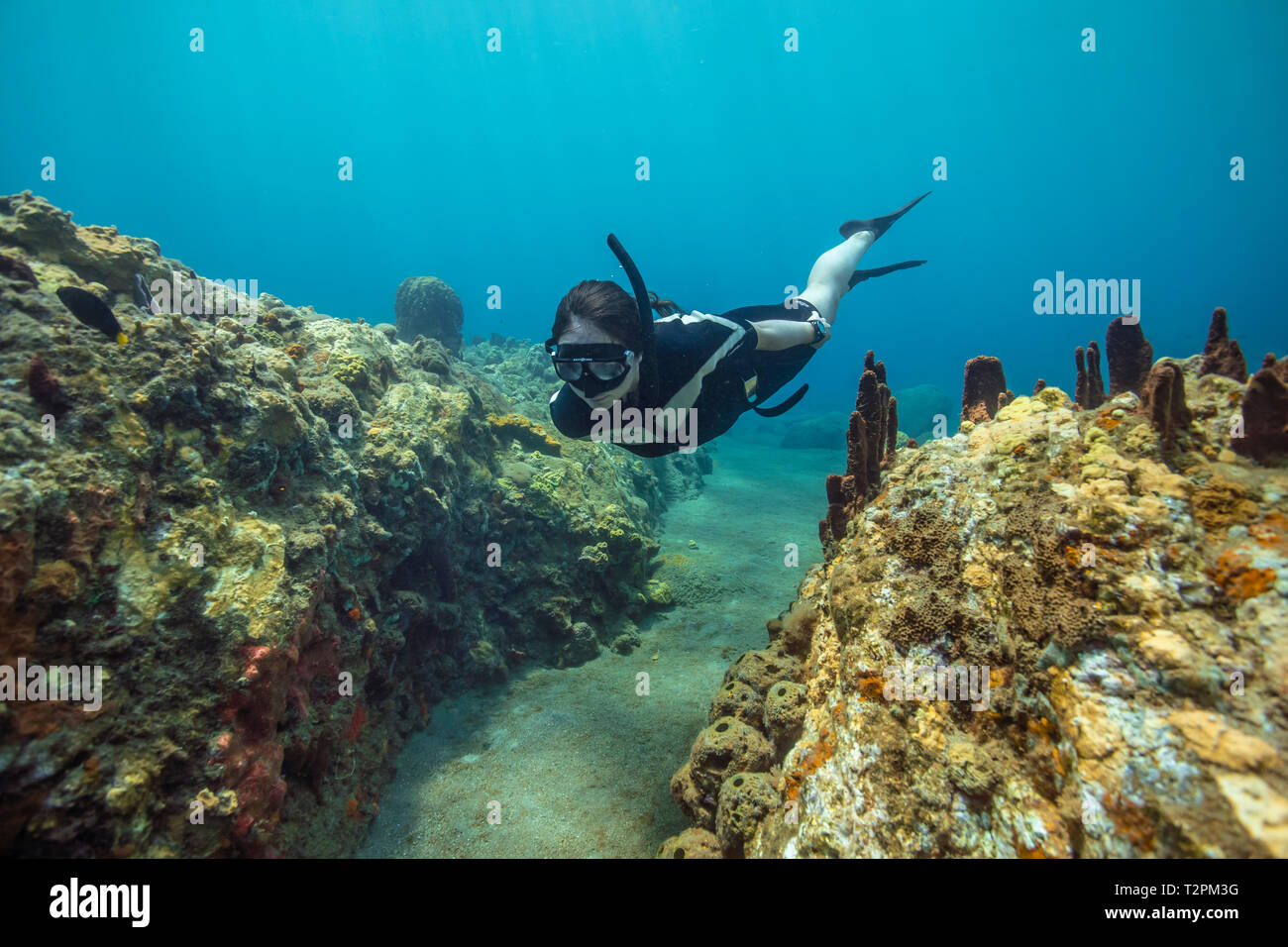 Snorkeller, esplora Coral reef, Soufrière, Dominica, dei Caraibi Foto Stock