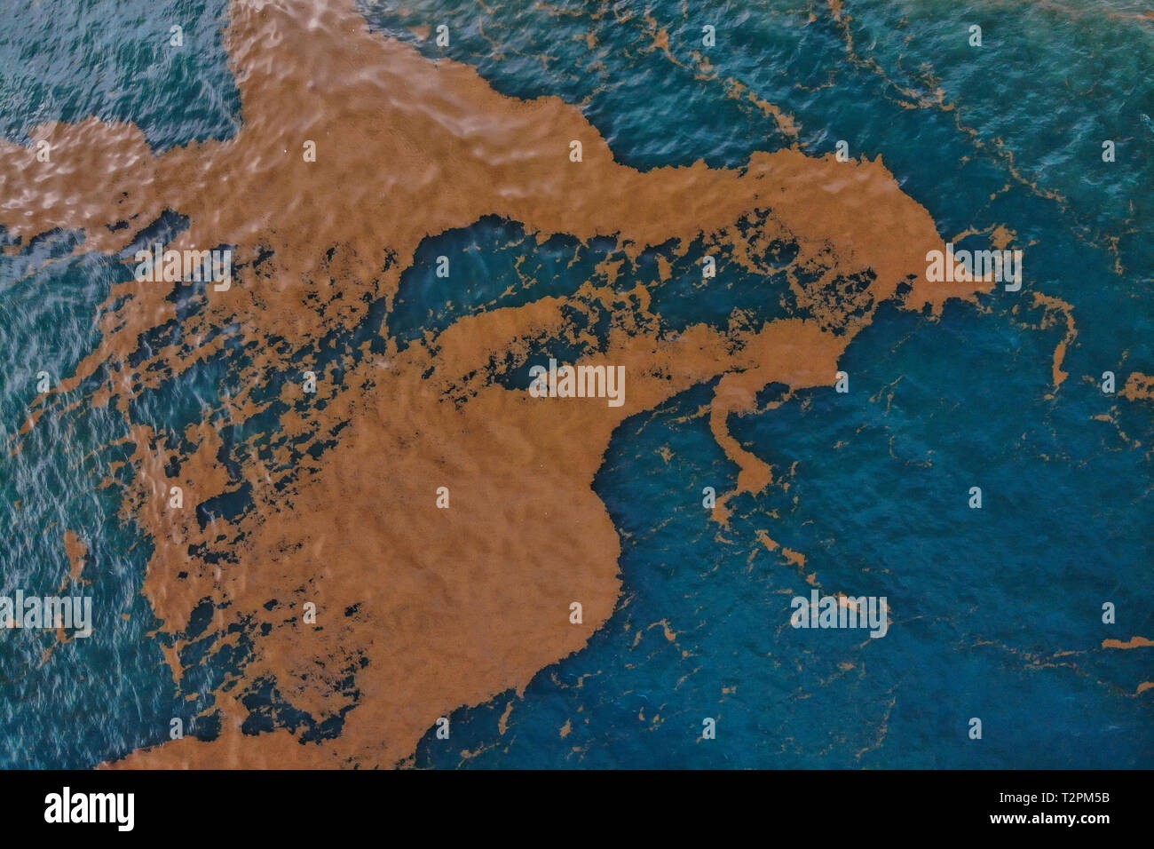 Close up sargassum alghe nell'oceano, Dominica, dei Caraibi Foto Stock