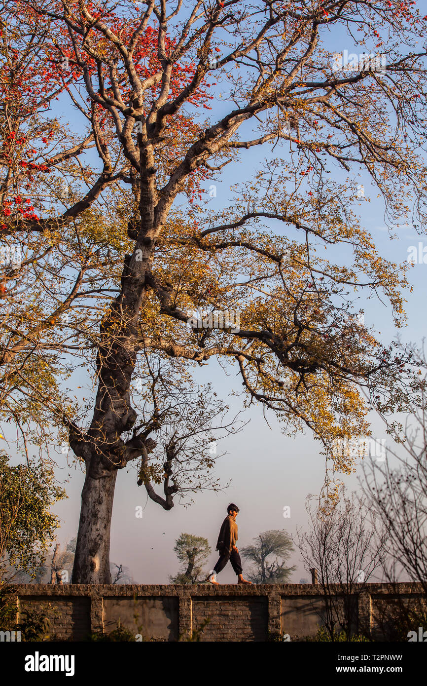 Ragazzo sotto un enorme albero chiamato Bombax Ceiba o localmente chiamato Sumbul Tree. Foto Stock
