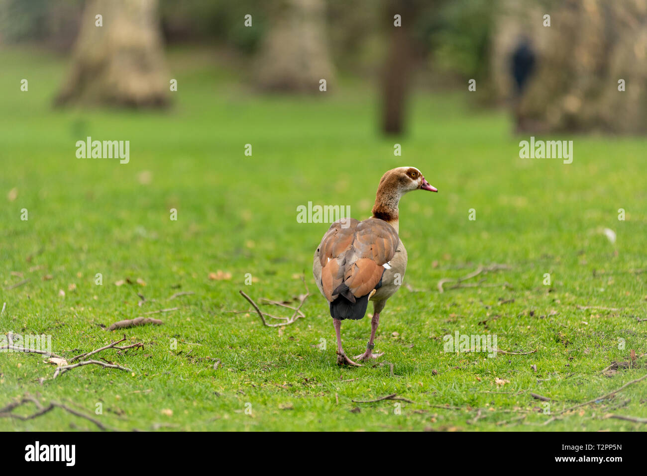 Oca egiziana, Alopochen aegyptiaca in Saint James Park, Londra Foto Stock
