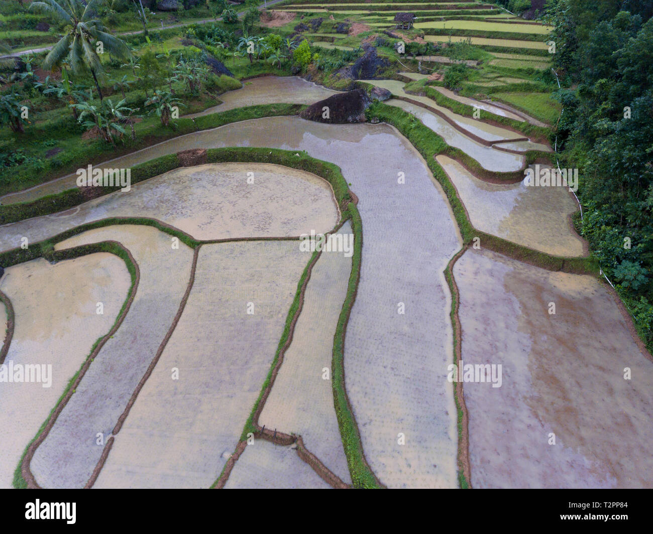 Wet campi di riso nel periodo di intervallo prima di semi piantati di nuovo Foto Stock