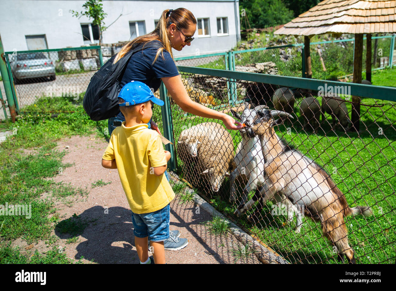 Ragazzino con la madre alimentazione di capre in contatto zoo. Orario estivo Foto Stock