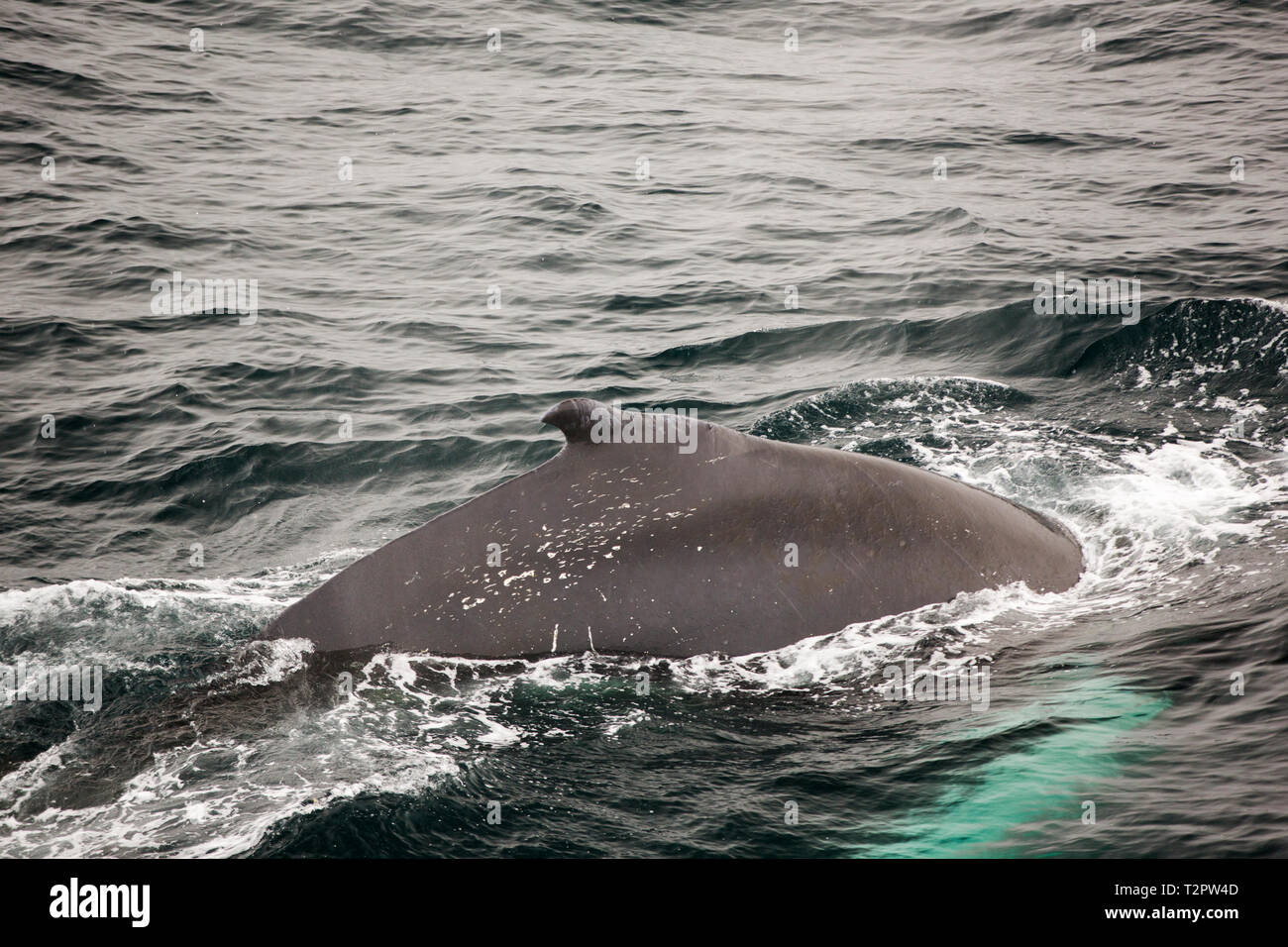 Il Humpback Whale, Megaptera novaeangliae, affiorando in stretto di Bransfield, tra il sud le isole Shetland e la penisola antartica. Foto Stock