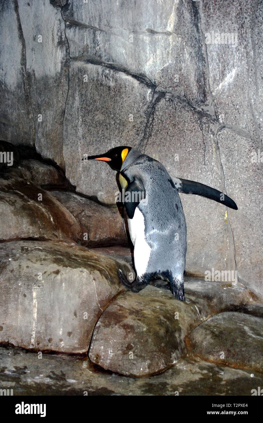 Pinguino reale (Aptenodytes patagonicus) a Hagenbeck's Tierpark (zoo) nella città di Amburgo, Germania Foto Stock