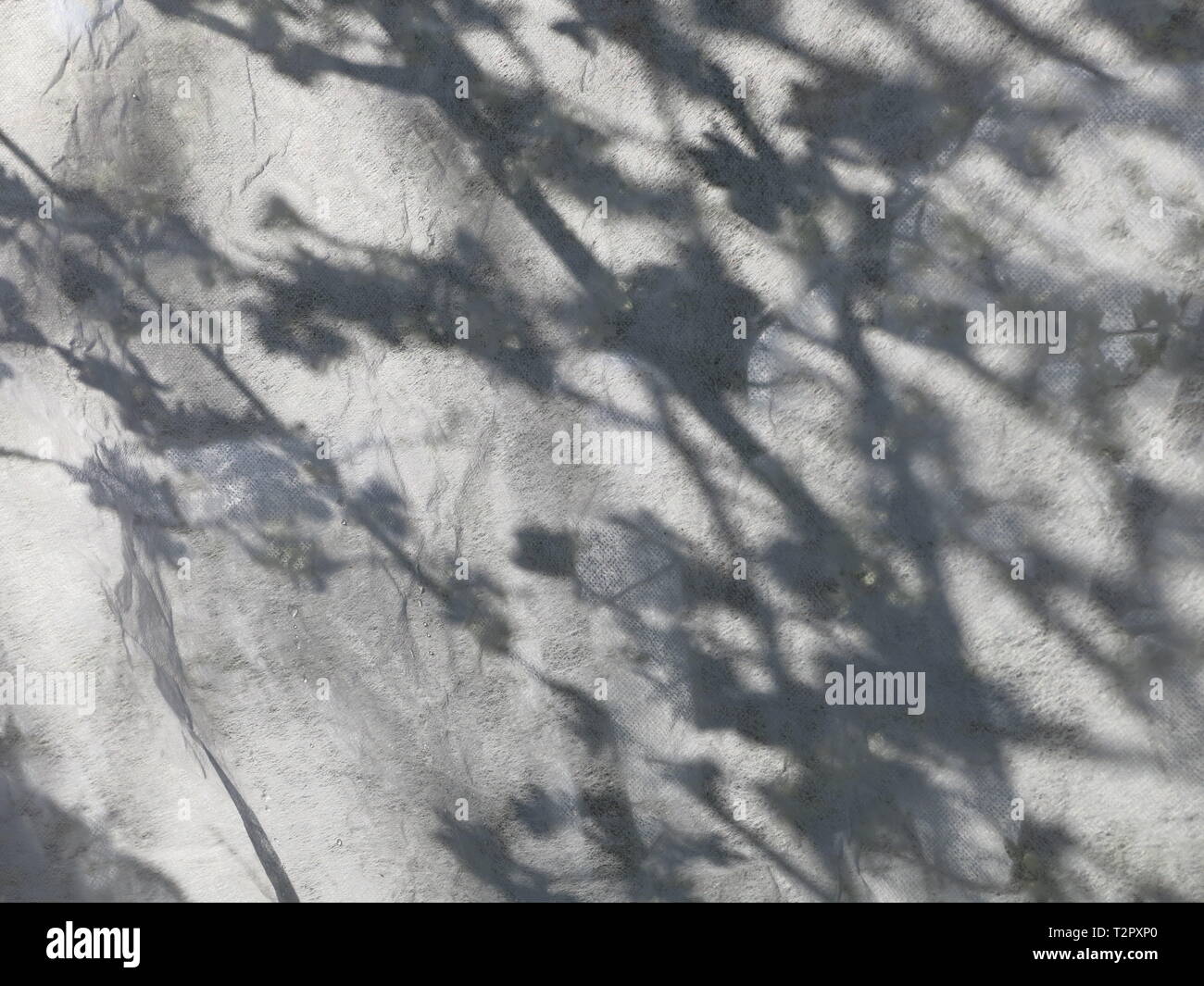 Configurazione astratta di oscure fiore e i rami come se osservata attraverso un cotto a vapore-fino a specchio o icy haze. Foto Stock