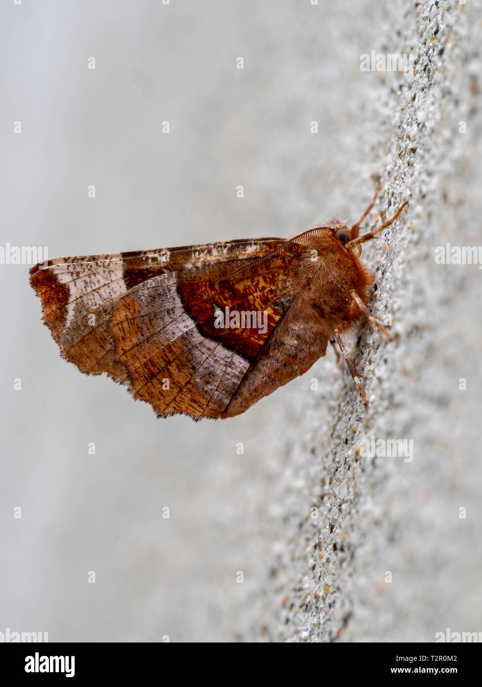 Viola thorn tarma (Selenia tetralunaria). Sulla parete pallido sfondo copyspace utili. Foto Stock