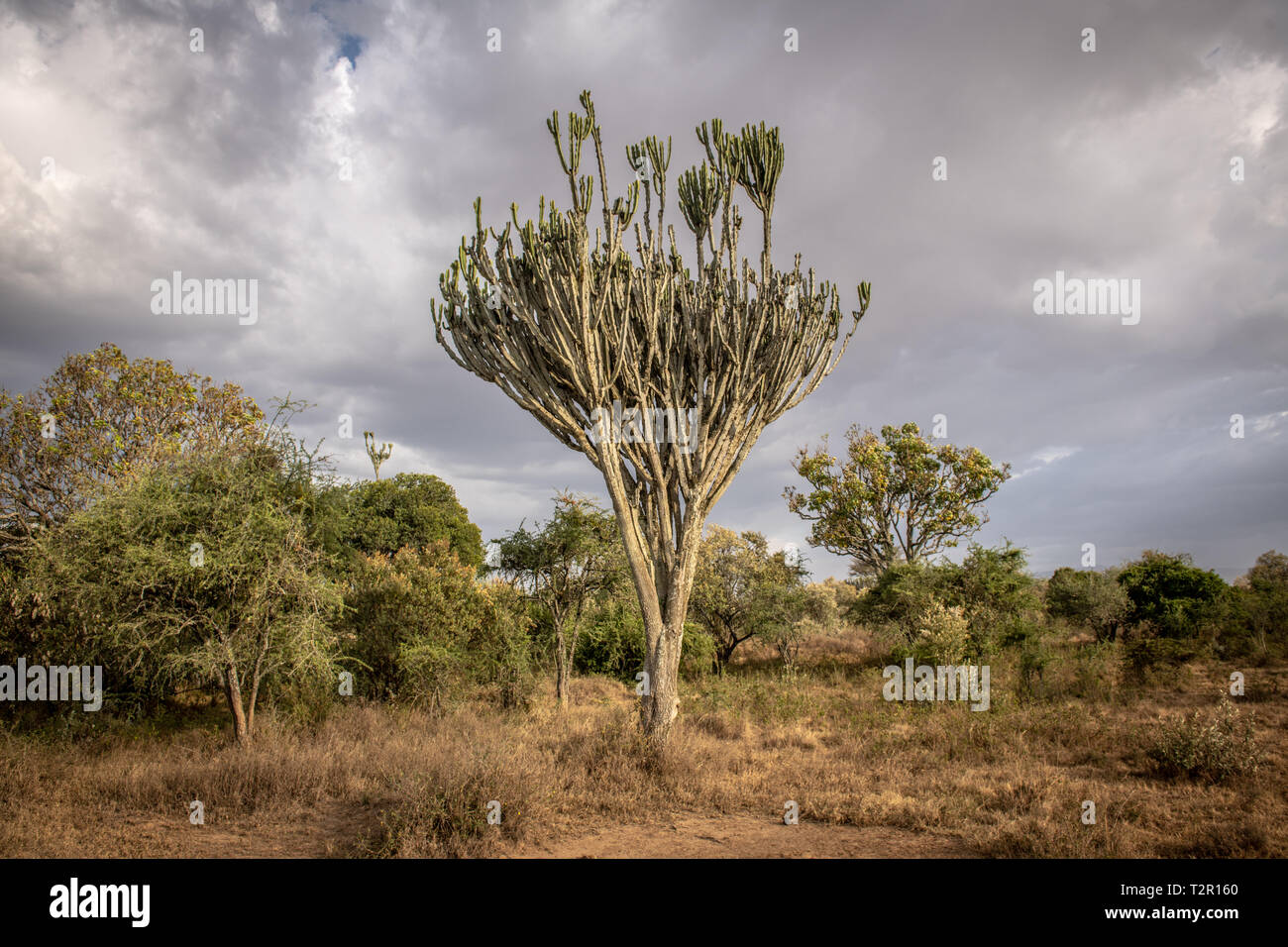 Un candelabro tree (Euphorbia ingens) in Lake Nakuru National Park, Kenya Foto Stock