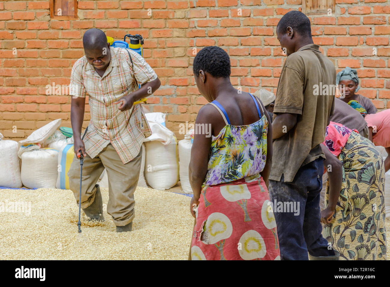 Il team del Malawi di uomini e donne il trattamento di mais con un trattamento chimico prima di memorizzare Foto Stock