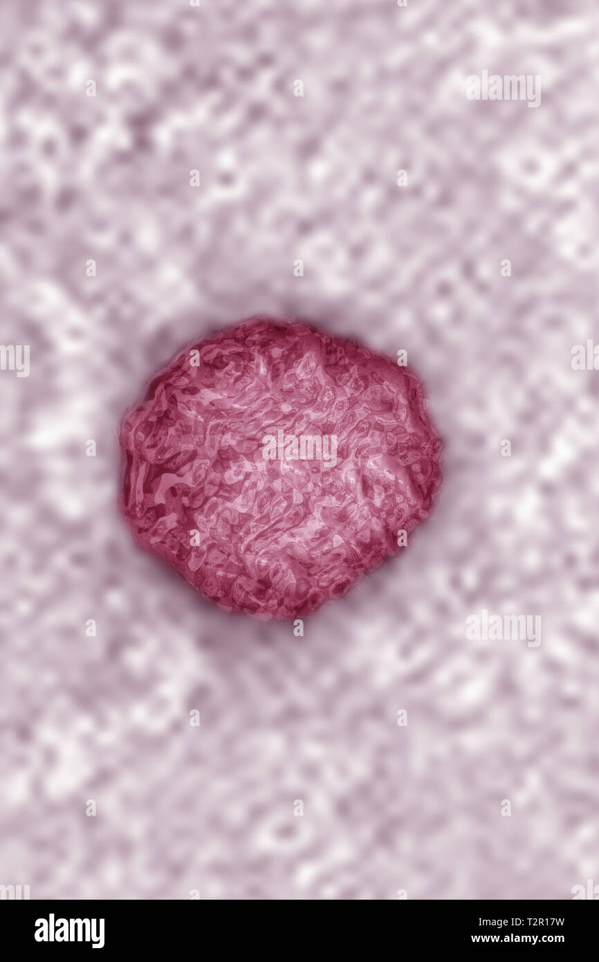 Flavivirus Foto Stock