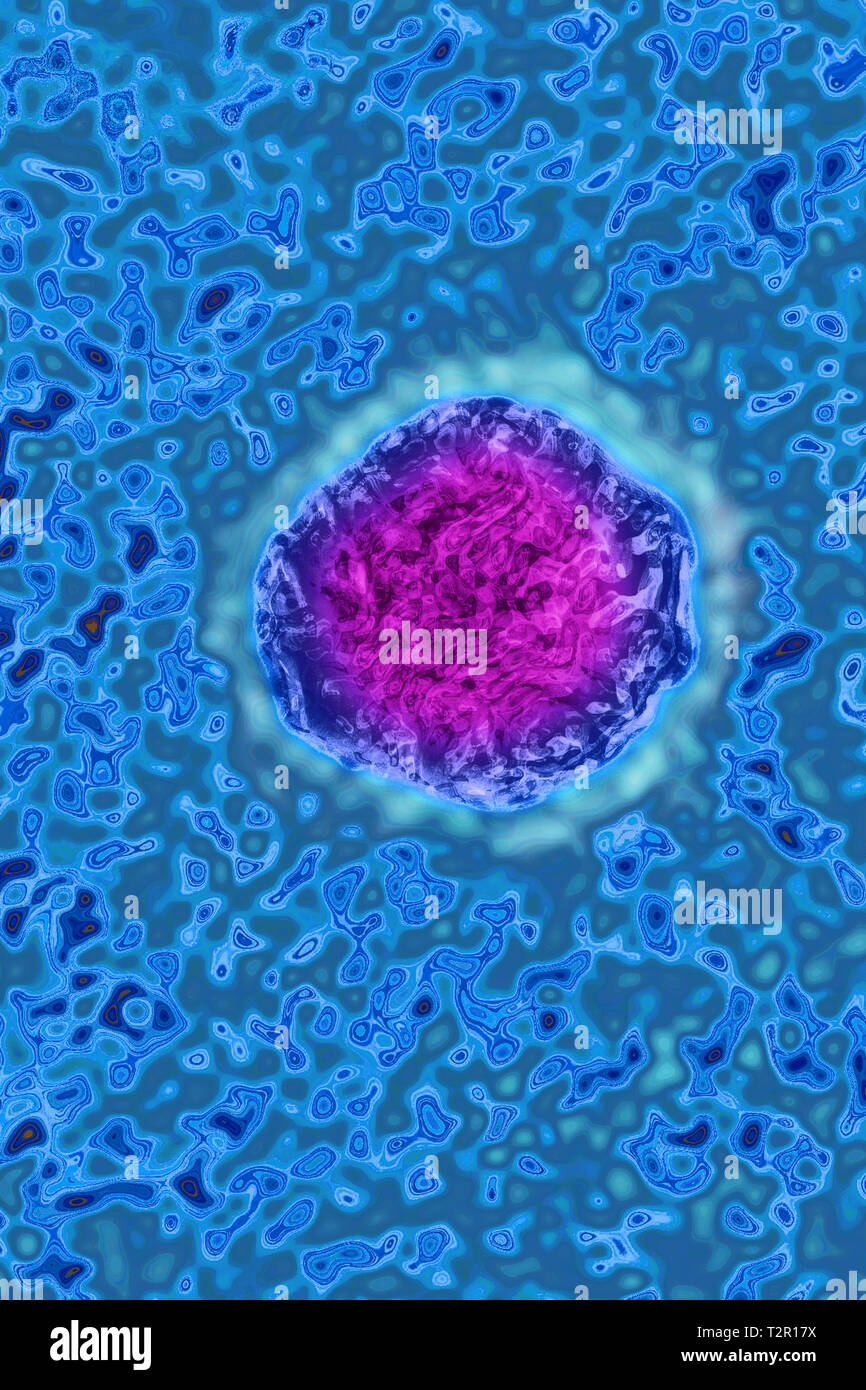 Flavivirus Foto Stock