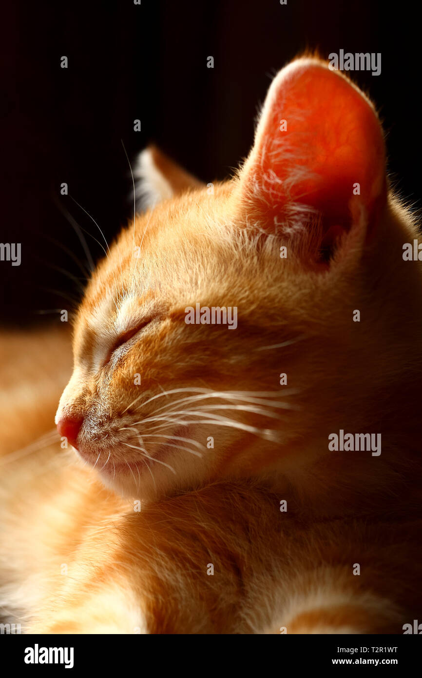 Assonnato zenzero tabby kitten isolata su uno sfondo nero Foto Stock